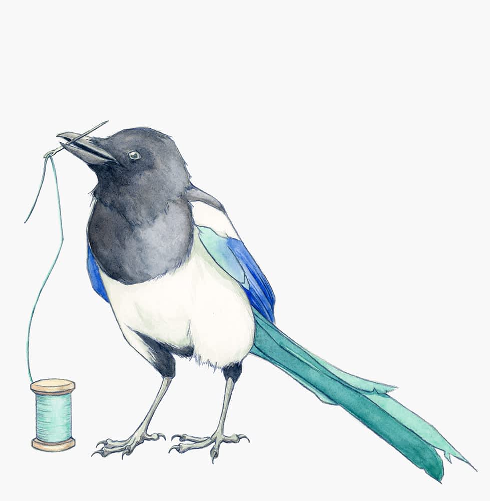 Magpie holding a threaded needle